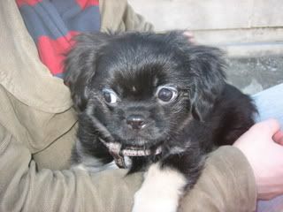 Photo Sharing and Video Hosting at Photobucket