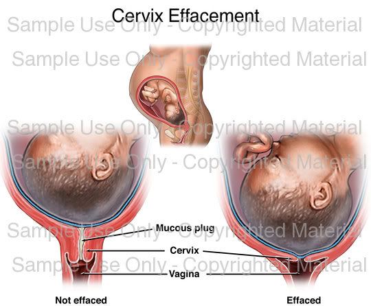 helpful-charts-babycenter