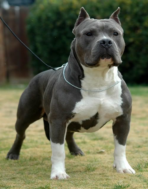 Rockzilla Pitbull