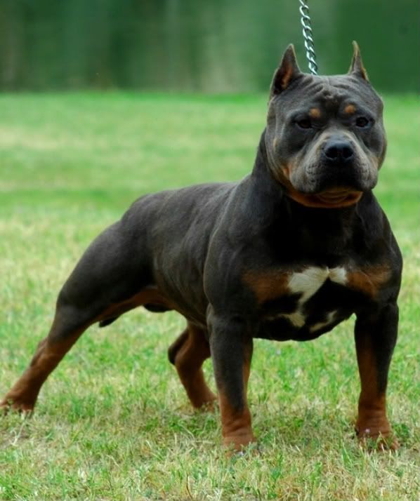 Fador best sale american bully