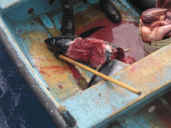 What is left of a 200lb tuna after 1 G.W. Bite