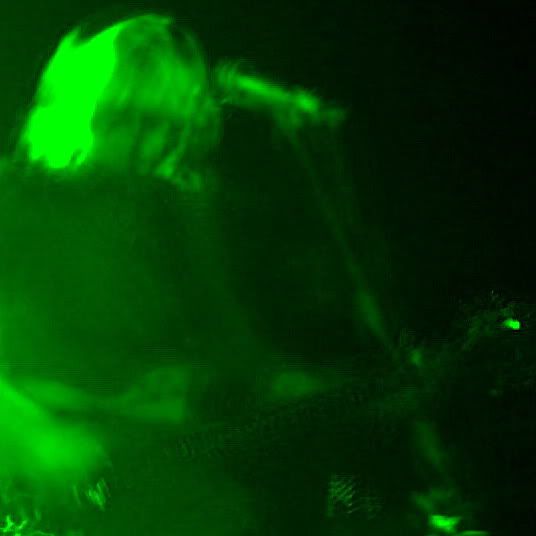 Verdes anos - texto