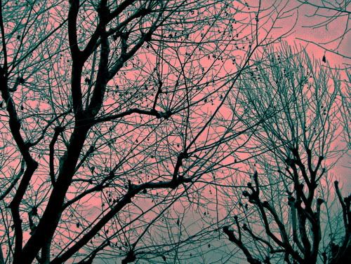 trees - © Daniel M.
