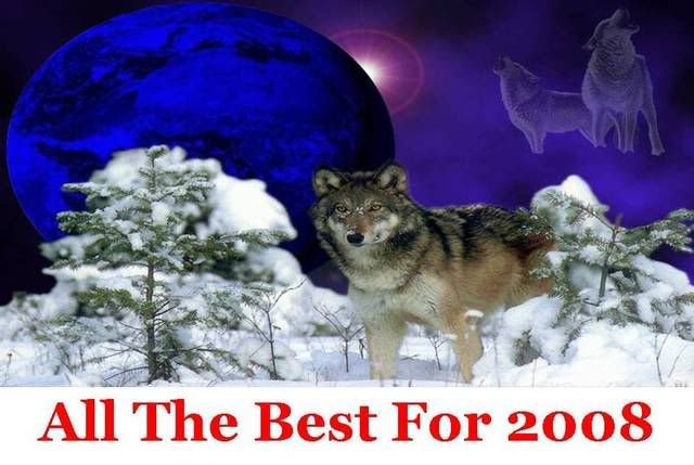 2008wolf.jpg 2008 new year wolf image by dixiesiy