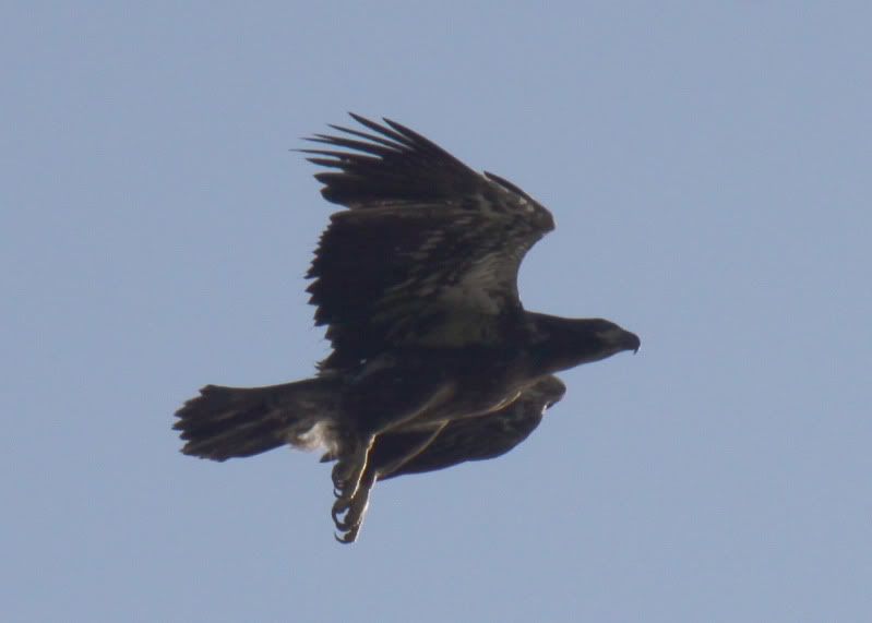 Eaglet flying