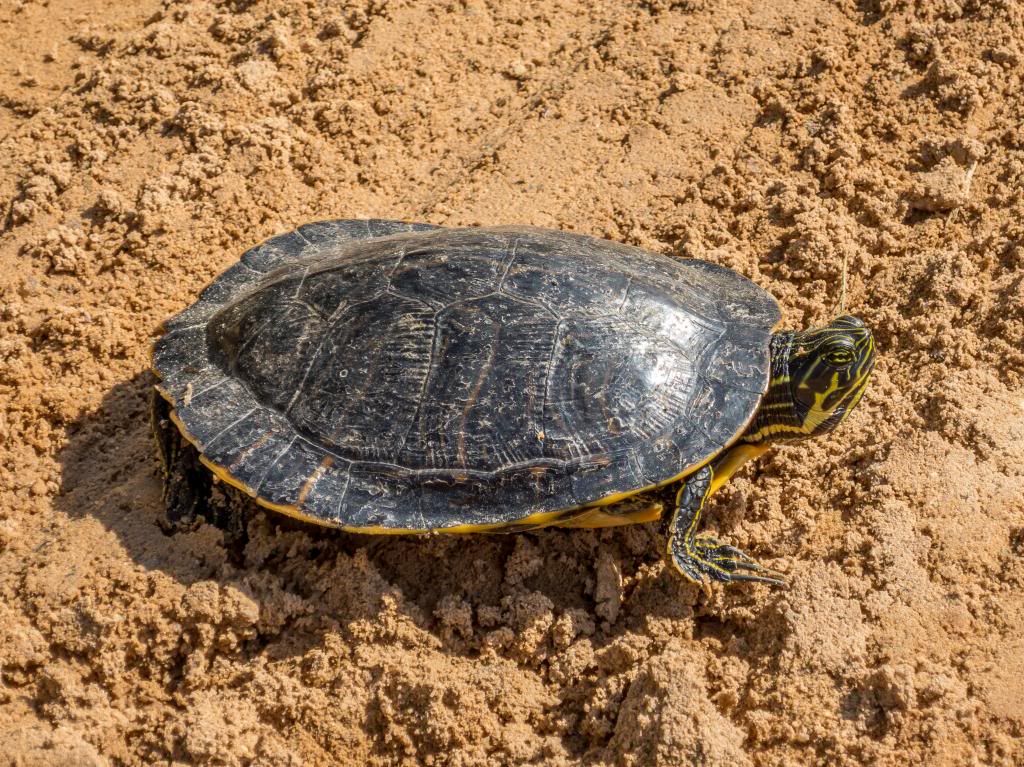 IMAGE: http://i31.photobucket.com/albums/c354/czshooter/Canon%20S120/IMG_0279-2_zpsfb5d7ec3.jpg