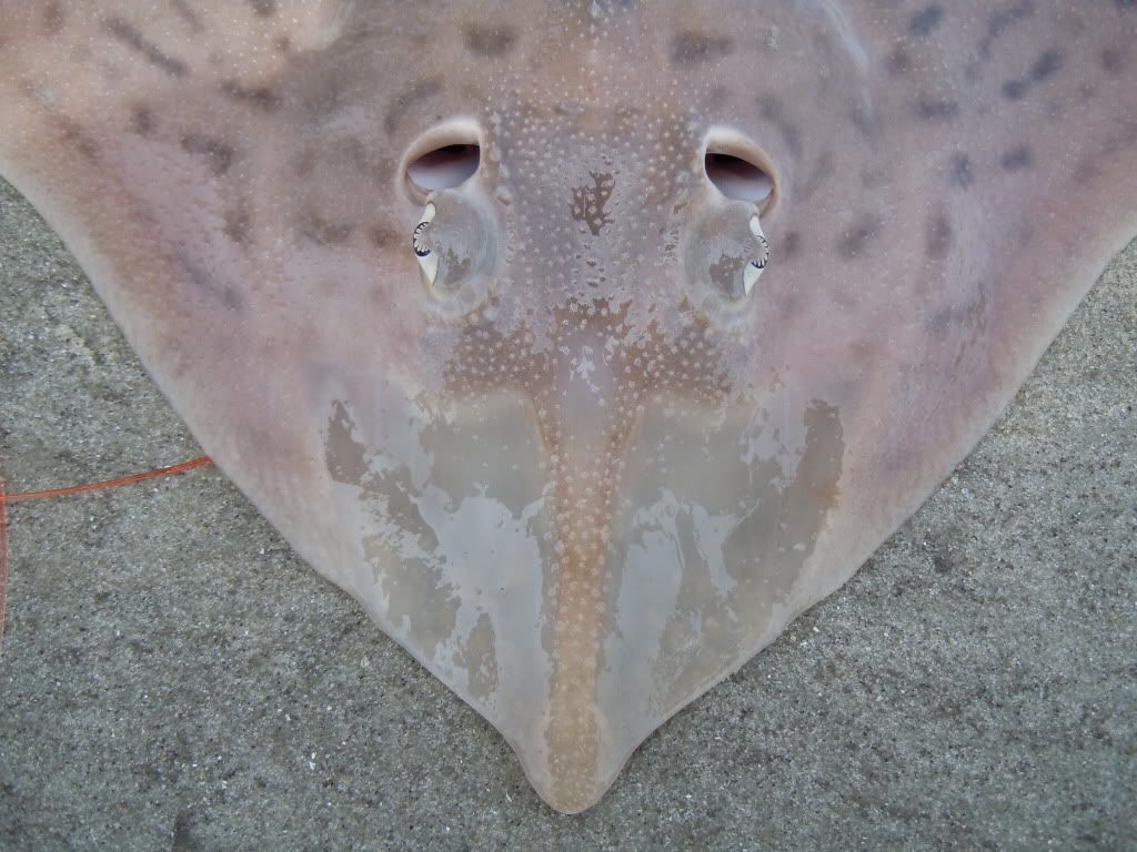 Clear Nose Skate