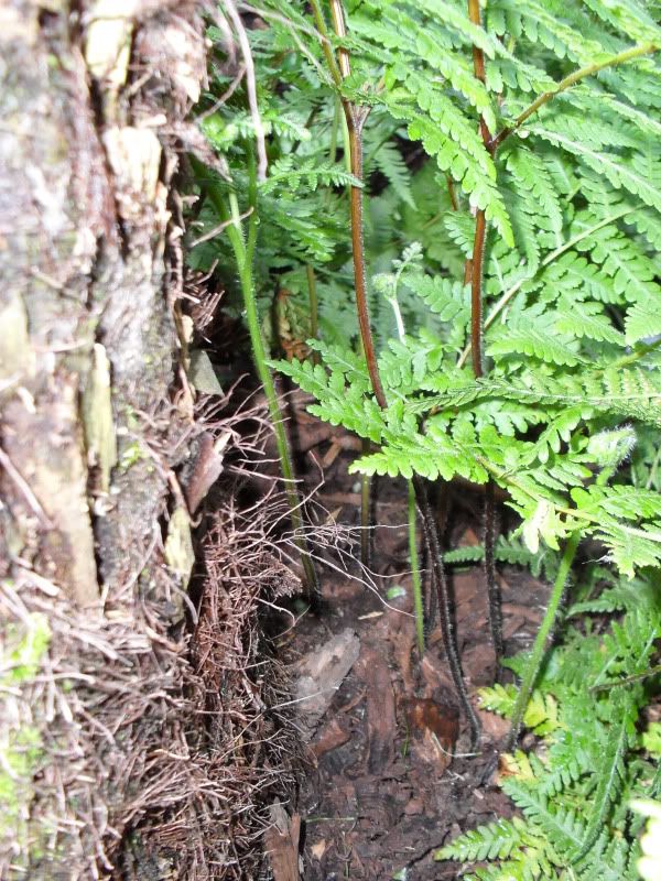 how to take fern cuttings Hardy Tropicals UK