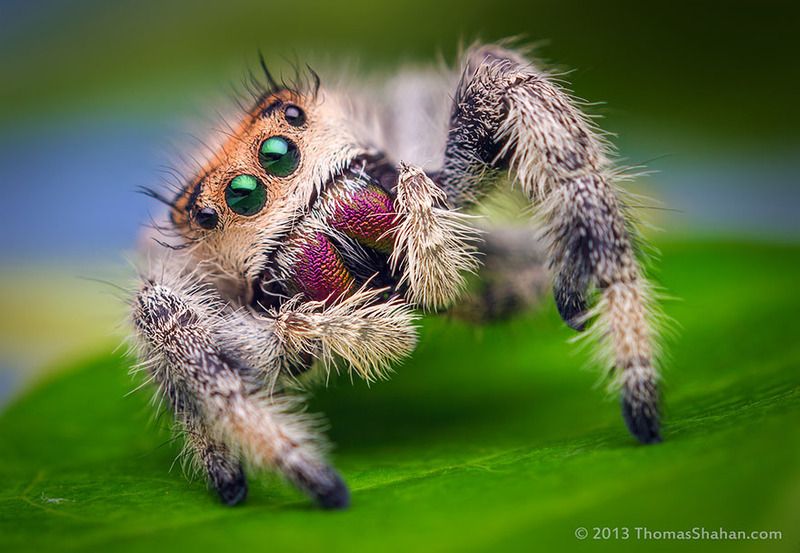  photo jumping-spiders-macro-photography-thomas-shahan-9_zpso5ze4ubc.jpg