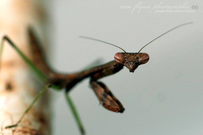 IMAGE: http://i31.photobucket.com/albums/c355/DrRyanFlynn/salesmall/66.jpg