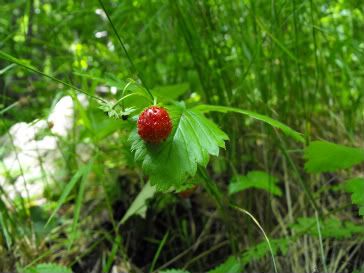 wild strawberry small