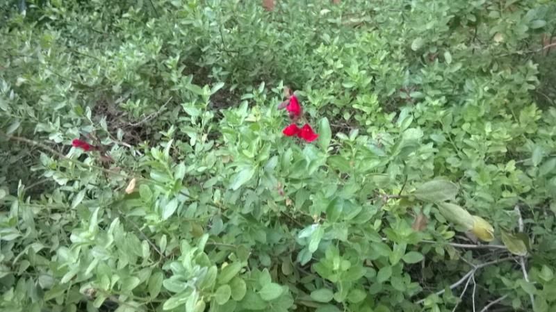 photo salvia2.jpg
