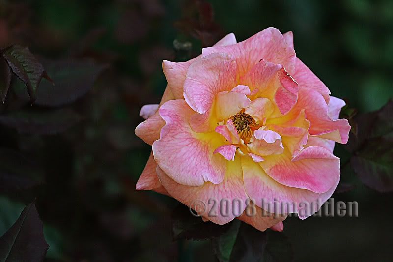 IMAGE: http://i31.photobucket.com/albums/c358/vectorcafe/70-200LISMFG2WEB2.jpg