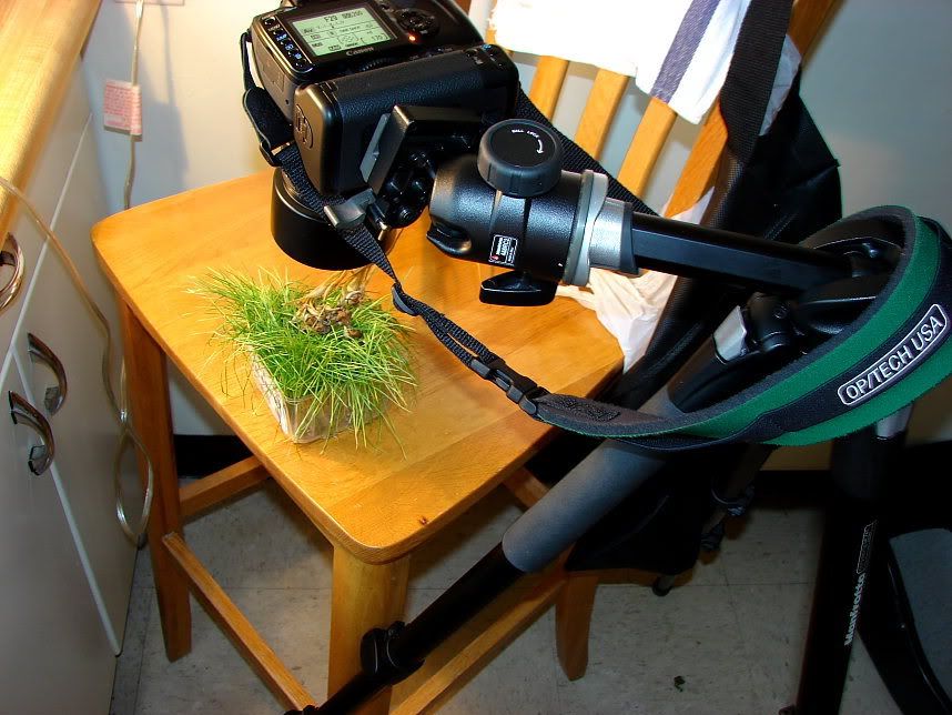 IMAGE: http://i31.photobucket.com/albums/c358/vectorcafe/Flowers/SetUp.jpg