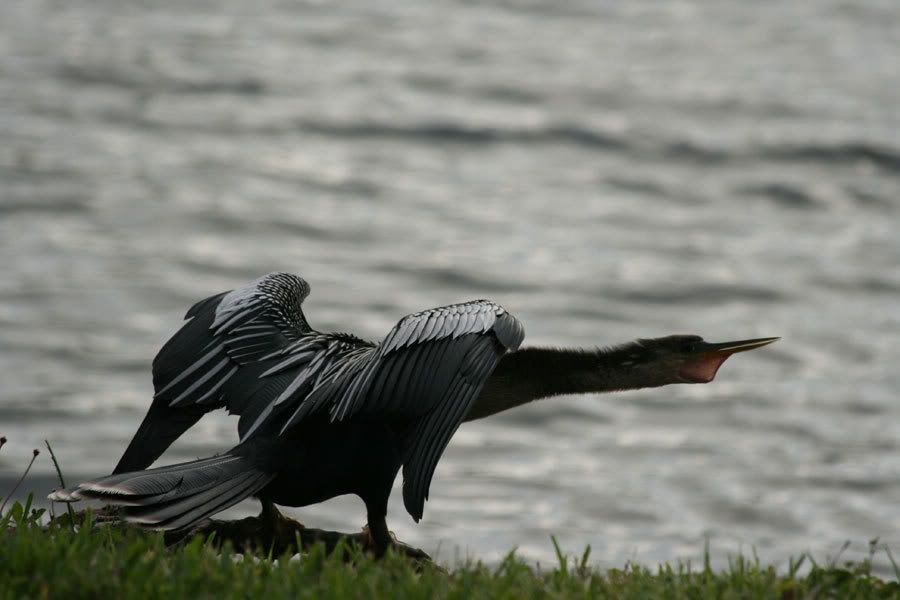 IMAGE: http://i31.photobucket.com/albums/c358/vectorcafe/SHOREBIRD.jpg