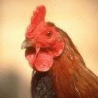 hehehehe a cock!!!! Pictures, Images and Photos