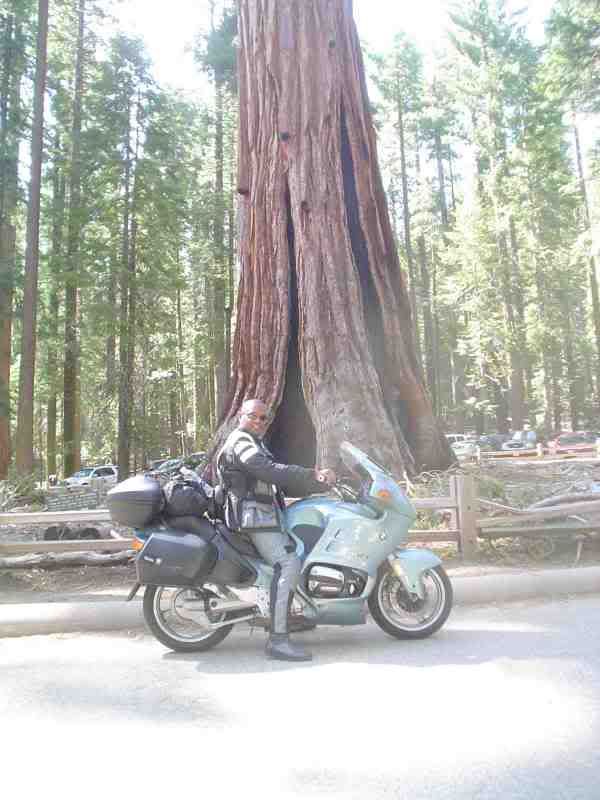 SequoiaAtYosimite-1.jpg