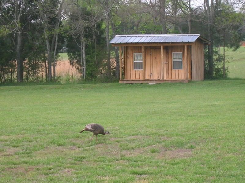 TurkeyInBackyard4-3-07004.jpg