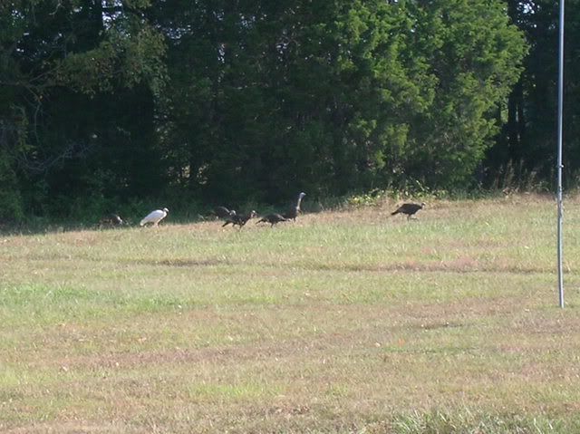 Turkeys9-25-08001.jpg