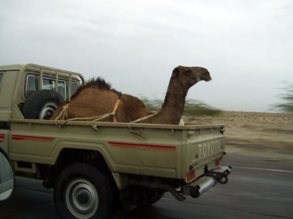 dromedary.jpg