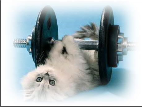 kittydumbbell.jpg