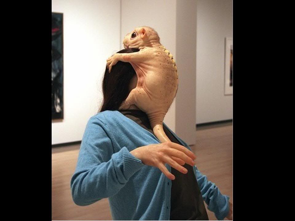  photo shavedkitty-1.jpg