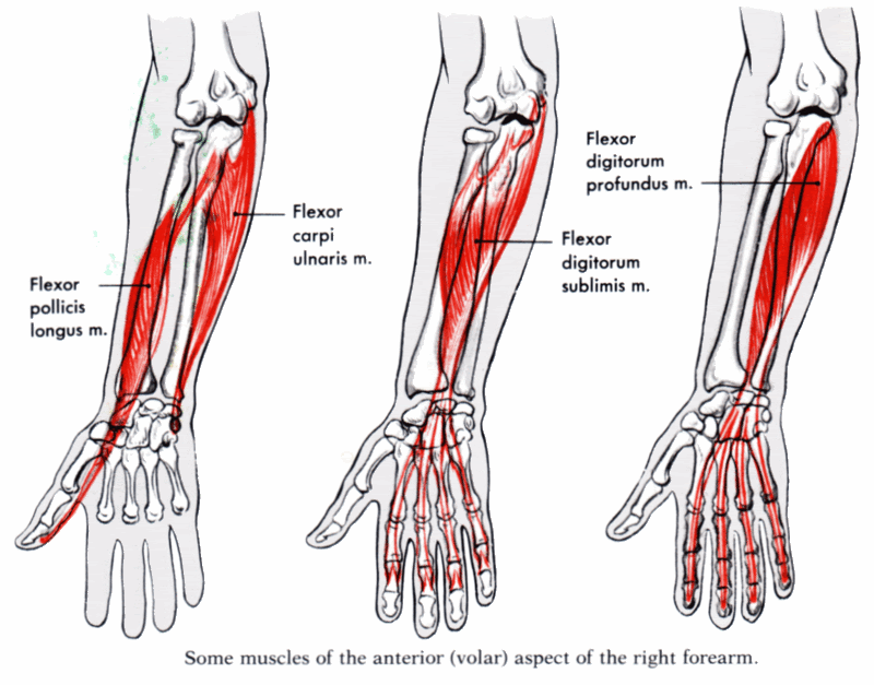 forearm injuries