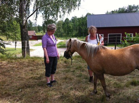 Haflinger.jpg