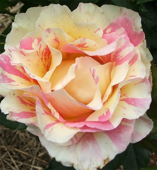 pink-striped-rose.jpg