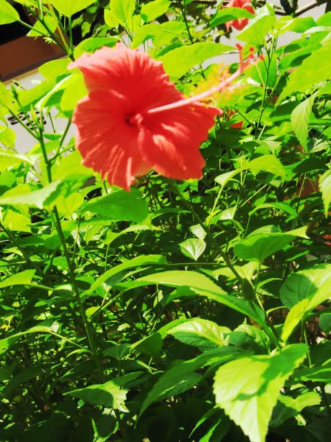 Photobucket - Video and Image Hosting