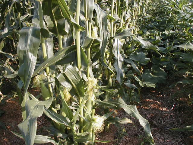 "Three Sisters" question - Homesteading Questions