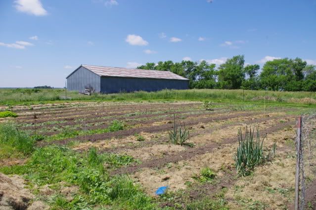 Anyone else take pictures of their gardens? - Homesteading Questions