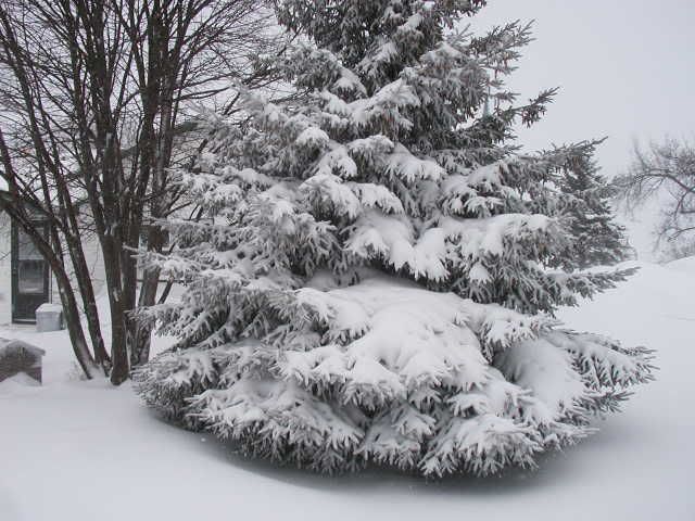 Blizzard pics - Homesteading Questions