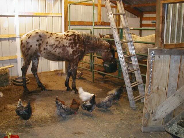 Building a Barn (or at least trying) Update - Homesteading Questions
