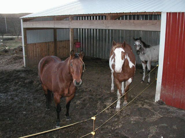 Building a Barn (or at least trying) Update - Homesteading Questions