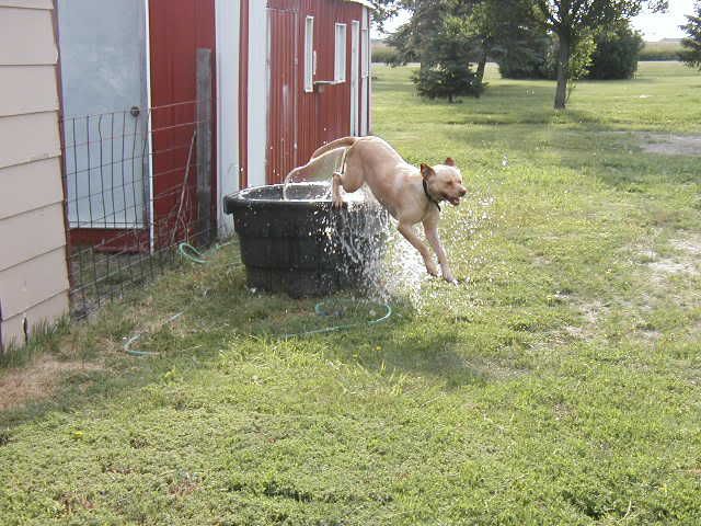 What Kind Of Dog(s) Do You Have? - Homesteading Questions