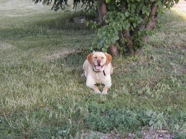 What Kind Of Dog(s) Do You Have? - Homesteading Questions