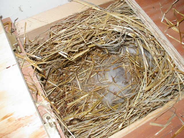 Oh NO!  How do I convince Mama not to - Rabbits