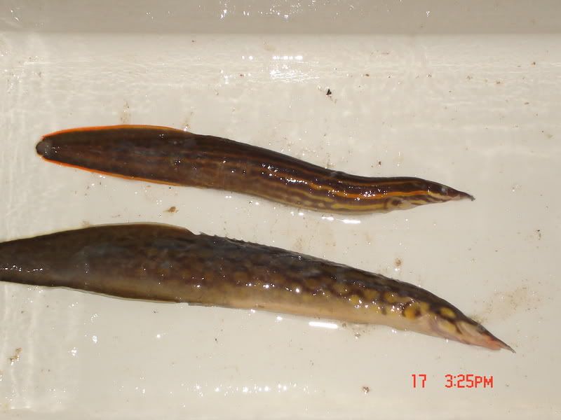 Ikan Tilan