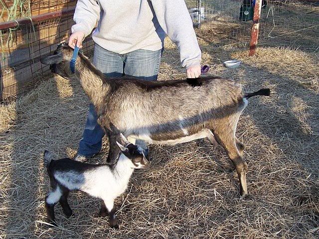 My skinny, skinny doe ???? - Goats