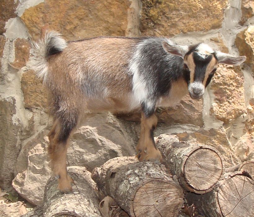 For Sale and Wanted - Goats