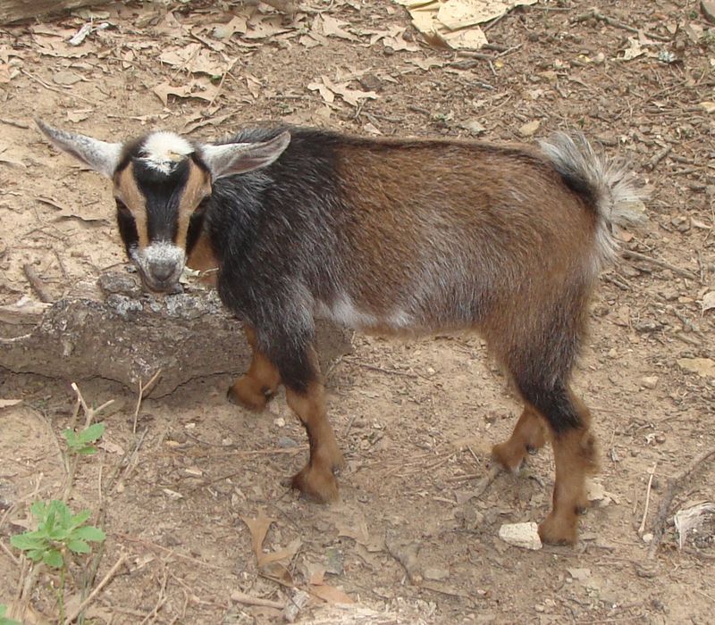 For Sale and Wanted - Goats