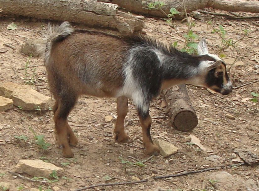 For Sale and Wanted - Goats