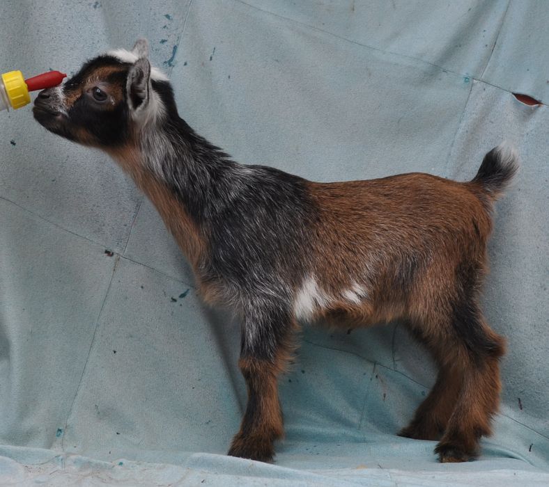For Sale and Wanted - Goats