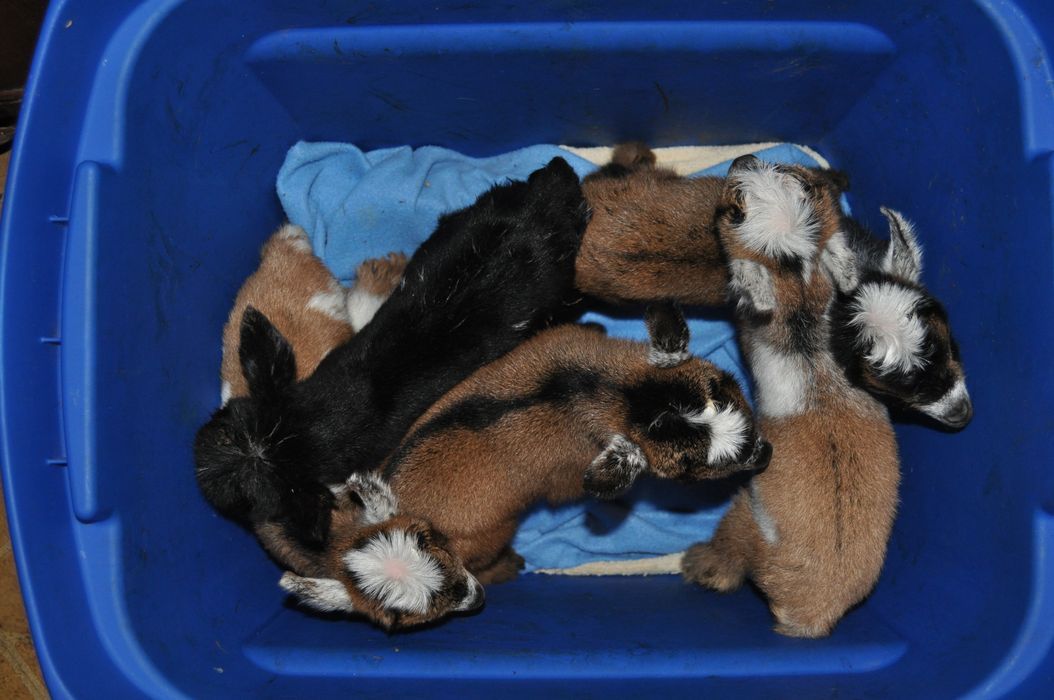 Surprise!  quintuplets!~ - Goats