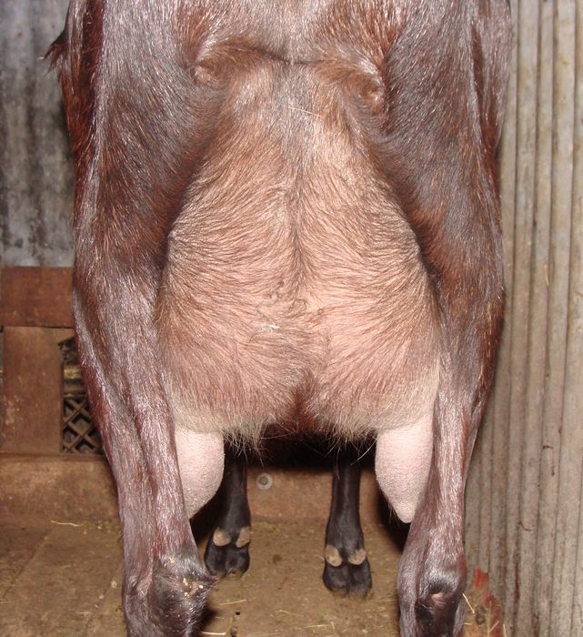 For Sale and Wanted - Goats