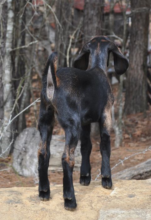 For Sale and Wanted - Goats