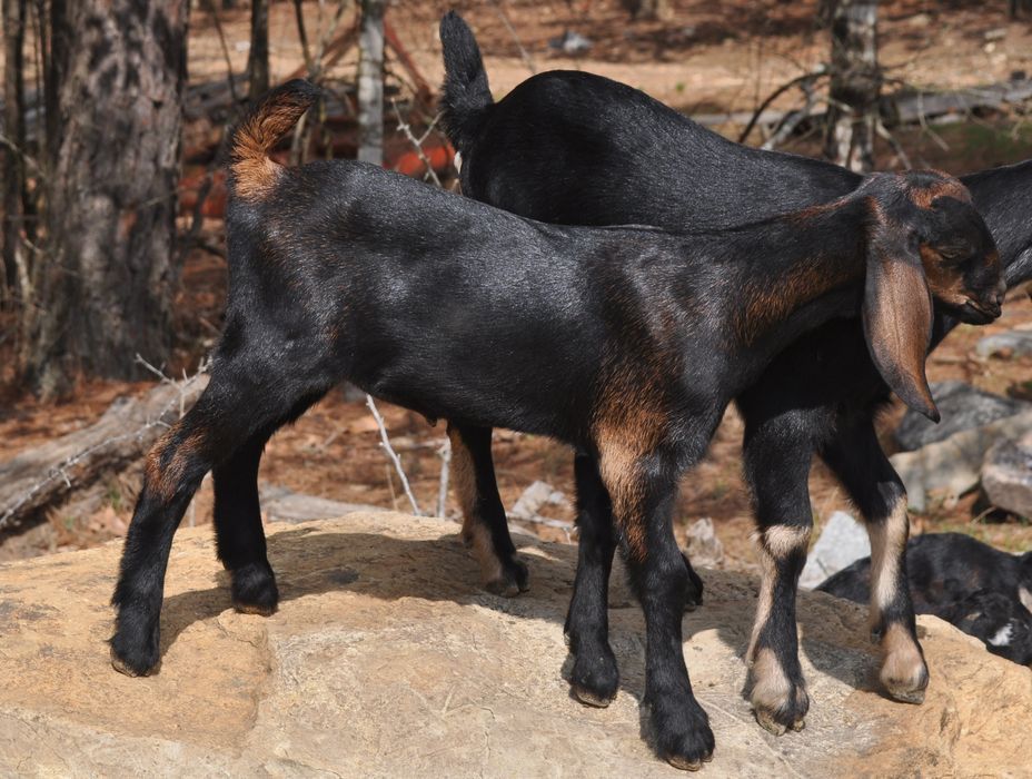 For Sale and Wanted - Goats
