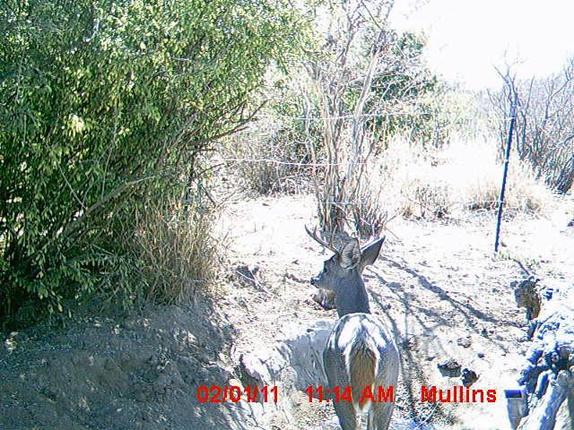 2010-11MexTrailcam2002.jpg