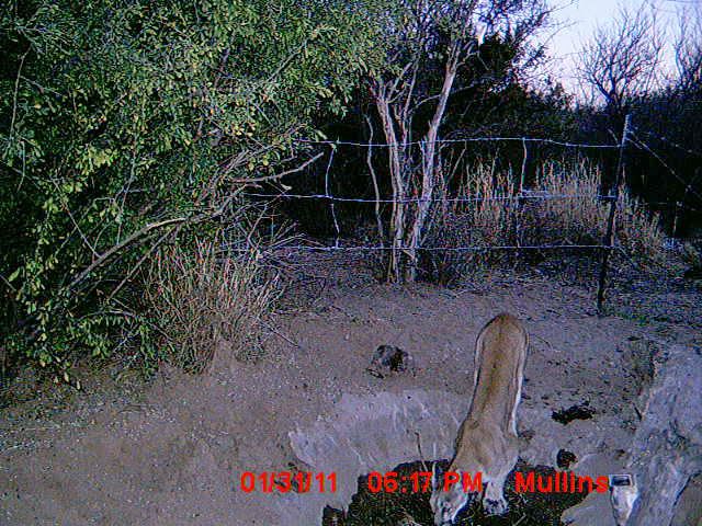 2010-11MexTrailcam2003.jpg